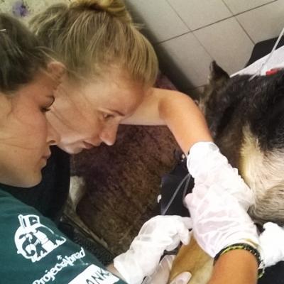 Projects Abroad volunteers treat an injured dog during their Veterinary Medicine internship in Sri Lanka. Volunteers gain Veterinary Medicine work experience in Sri Lanka while tending to a wounded dog.